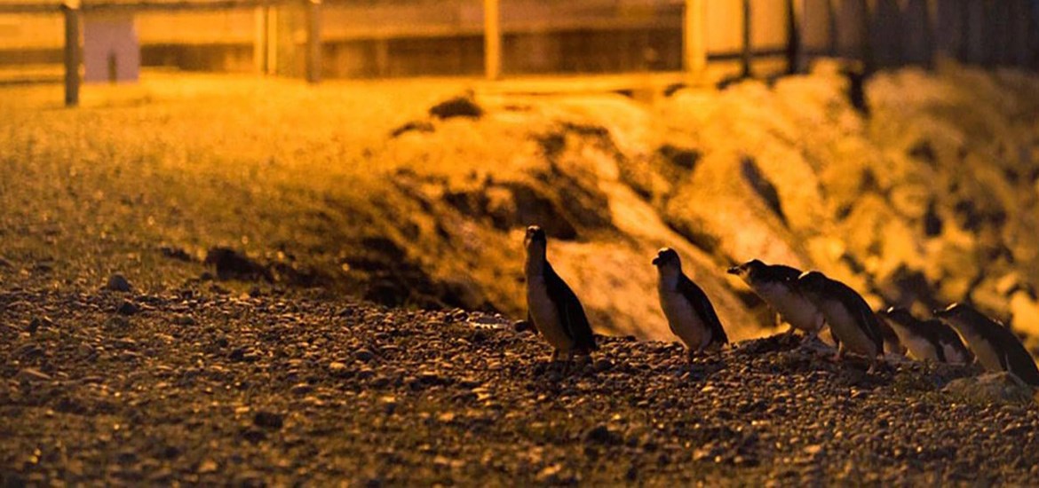Blue Penguin Colony - Evening Tour